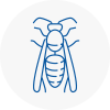 Oakham Wasp Nest Removal